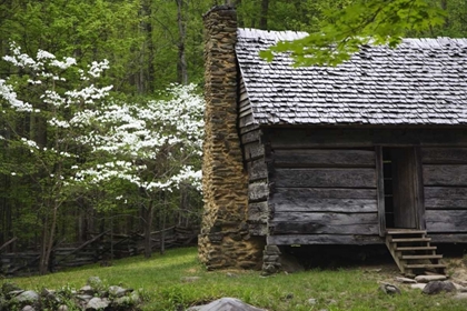 Picture of TN, GREAT SMOKY MTS LOG CABIN AND BLOOMING TREES
