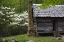 Picture of TN, GREAT SMOKY MTS LOG CABIN AND BLOOMING TREES