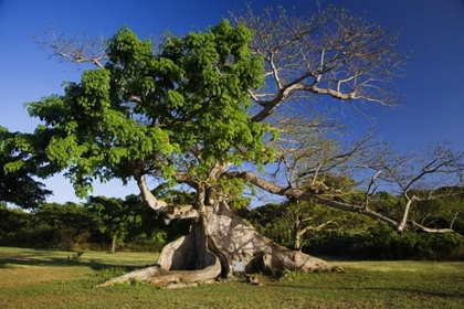 Picture of CARIBBEAN, PUERTO RICO, VIEQUES SILK COTTON TREE