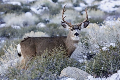 Picture of CA, SIERRA MOUNTAINS MULE DEER BUCK WITH ANTLERS