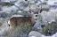 Picture of CA, SIERRA MOUNTAINS MULE DEER BUCK WITH ANTLERS