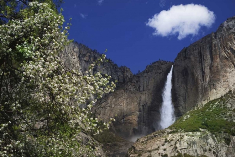 Picture of CA, YOSEMITE APPLE TREE AND UPPER YOSEMITE FALLS