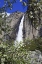 Picture of CA, YOSEMITE APPLE TREE AND UPPER YOSEMITE FALLS