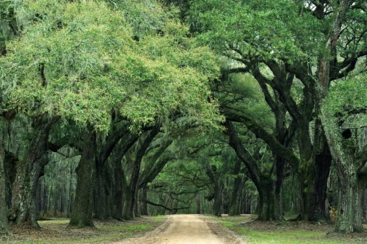 Picture of SOUTH CAROLINA, CHARLESTON SPANISH MOSS ON TREES