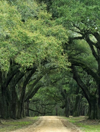 Picture of SOUTH CAROLINA, CHARLESTON SPANISH MOSS ON TREES