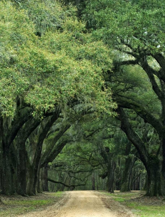 Picture of SOUTH CAROLINA, CHARLESTON SPANISH MOSS ON TREES
