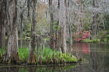 Picture of SOUTH CAROLINA, CHARLESTON MOSS ON CYPRESS TREES