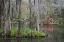 Picture of SOUTH CAROLINA, CHARLESTON MOSS ON CYPRESS TREES