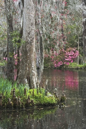 Picture of SOUTH CAROLINA, CHARLESTON MOSS ON CYPRESS TREES