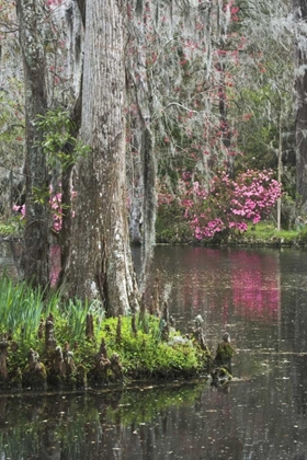 Picture of SOUTH CAROLINA, CHARLESTON MOSS ON CYPRESS TREES