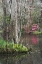 Picture of SOUTH CAROLINA, CHARLESTON MOSS ON CYPRESS TREES