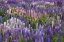 Picture of NEW ZEALAND, SOUTH ISLAND LUPINE IN FIORDLAND NP