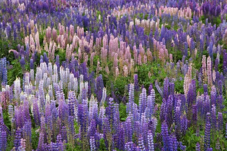 Picture of NEW ZEALAND, SOUTH ISLAND LUPINE IN FIORDLAND NP