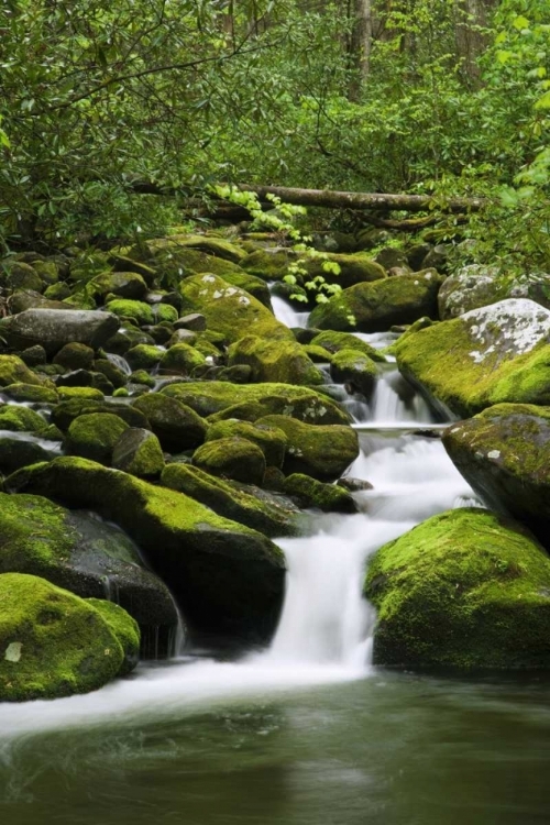 Picture of TN, GREAT SMOKY MTS STREAM CASCADES UNDER BRIDGE