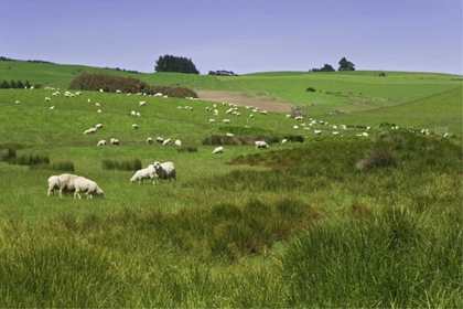 Picture of NEW ZEALAND, SOUTH ISLAND SHEEP GRAZING IN FIELD
