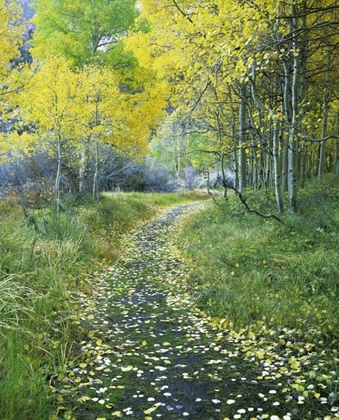 Picture of CA, EASTERN SIERRA LEAF-COVERED PATH INTO FOREST