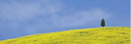 Picture of ITALY, TUSCANY LONE CYPRESS TREE GROWS ON A HILL