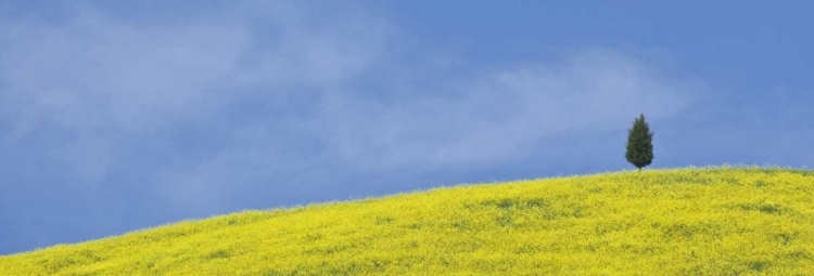 Picture of ITALY, TUSCANY LONE CYPRESS TREE GROWS ON A HILL