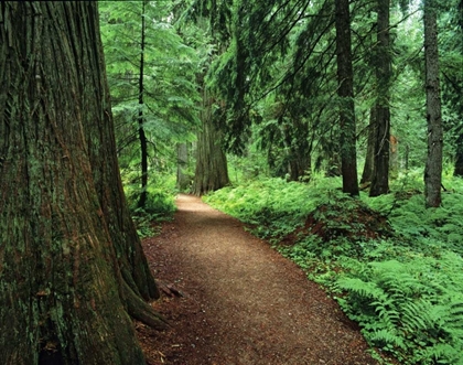 Picture of MT, KOOTENAI NF TRAIL AMID FERNS AND CEDAR TREES