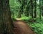 Picture of MT, KOOTENAI NF TRAIL AMID FERNS AND CEDAR TREES