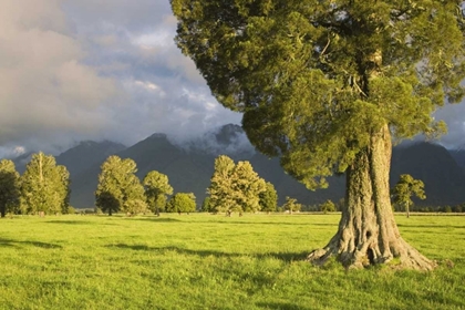 Picture of NEW ZEALAND, SOUTH ISL STORM LIT KAHIKATEA TREES