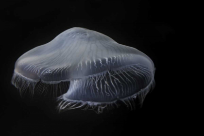 Picture of TENNESSEE, CHATTANOOGA MOON JELLYFISH