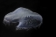 Picture of TENNESSEE, CHATTANOOGA MOON JELLYFISH