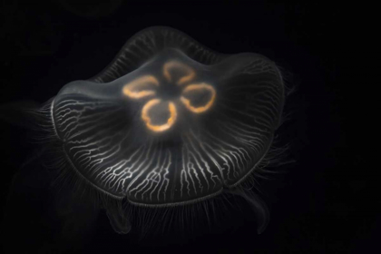 Picture of TENNESSEE, CHATTANOOGA MOON JELLYFISH