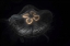 Picture of TENNESSEE, CHATTANOOGA MOON JELLYFISH
