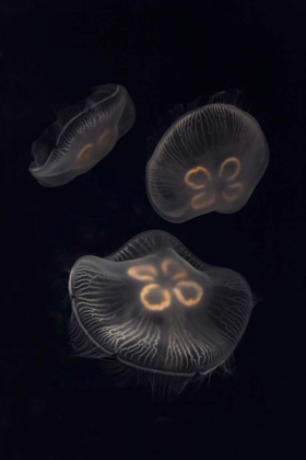 Picture of TENNESSEE, CHATTANOOGA MOON JELLYFISH