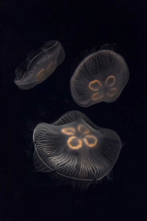 Picture of TENNESSEE, CHATTANOOGA MOON JELLYFISH