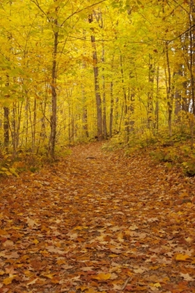 Picture of MICHIGAN FALLEN MAPLE LEAVES ON TRAIL