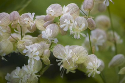 Picture of ICELAND, AKUREYRI FRERAVORBLUM FLOWERS