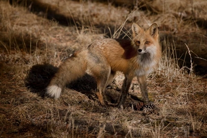 Picture of COLORADO, PIKE NATIONAL FOREST RED FOX