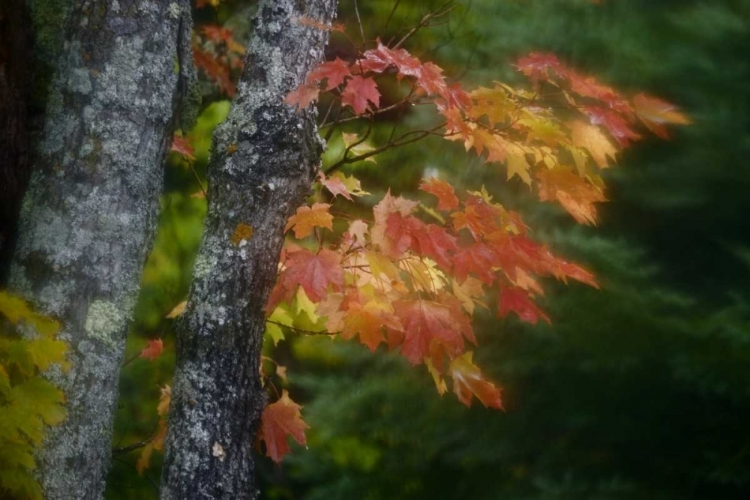 Picture of MICHIGAN AUTUMN COLORS OF MAPLE LEAVES