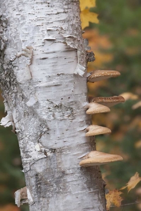 Picture of MICHIGAN SHELF MUSHROOMS ON BIRCH TREE