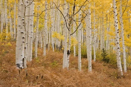 Picture of CO, GUNNISON NF, OHIO PASS ASPEN FOREST