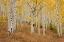 Picture of CO, GUNNISON NF, OHIO PASS ASPEN FOREST