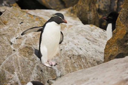 Picture of NEW ISLAND ROCKHOPPER PENGUIN IN MIDAIR