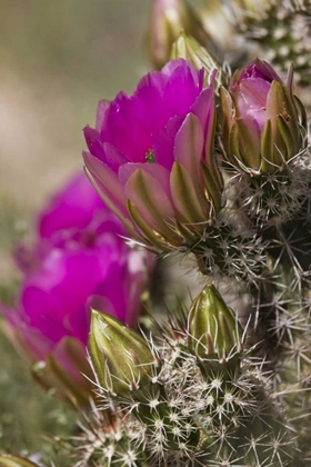 Picture of ARIZONA, TUCSON HEDGEHOG CACTUS IN BLOOM