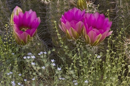 Picture of ARIZONA, TUCSON HEDGEHOG CACTUS IN BLOOM