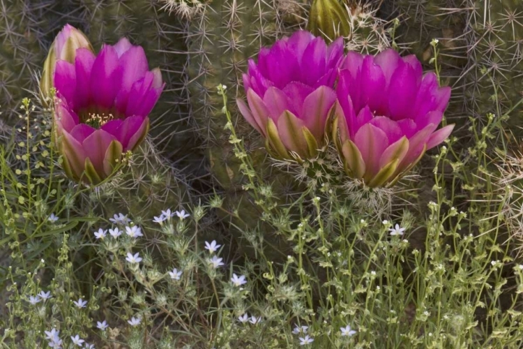 Picture of ARIZONA, TUCSON HEDGEHOG CACTUS IN BLOOM