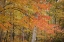 Picture of MICHIGAN RED MAPLE TREES IN AUTUMN COLOR