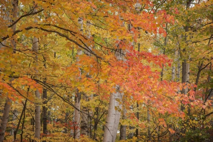 Picture of MICHIGAN RED MAPLE TREES IN AUTUMN COLOR