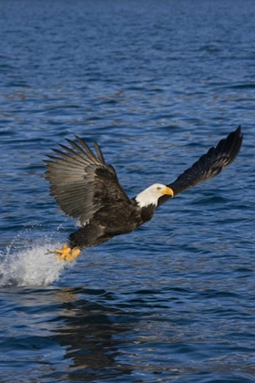 Picture of AK, KACHEMAK BAY SP, BALD EAGLE WITH FISH