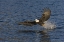 Picture of AK, KACHEMAK BAY SP, BALD EAGLE WITH FISH