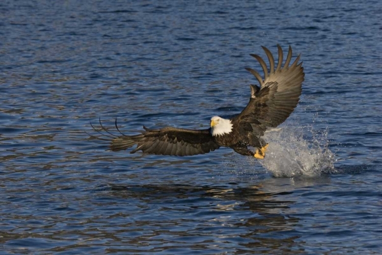 Picture of AK, KACHEMAK BAY SP, BALD EAGLE WITH FISH