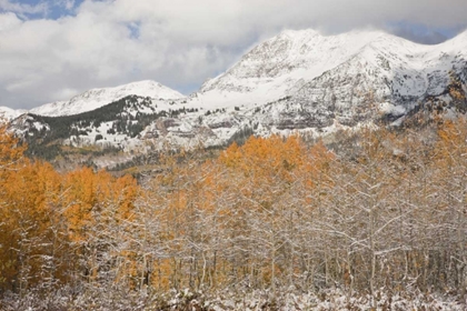 Picture of CO, GUNNISON NF ASPENS AFTER A SNOWSTORM
