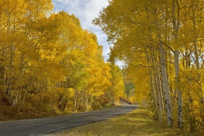 Picture of CO, BLACK CANYON, ROAD THROUGH FALL TREES