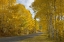 Picture of CO, BLACK CANYON, ROAD THROUGH FALL TREES
